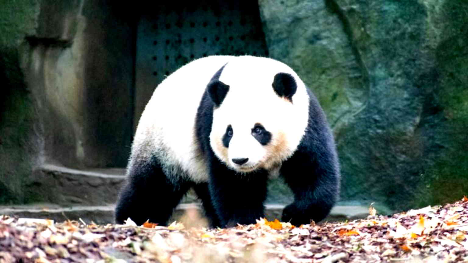 China to send 2 giant pandas to San Diego Zoo this year