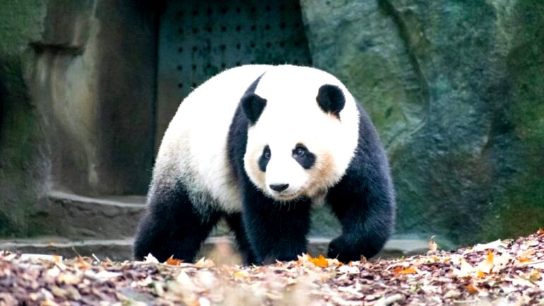 China to send 2 giant pandas to San Diego Zoo this year