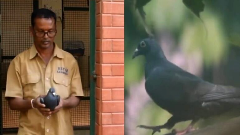 Pigeon suspected as ‘Chinese spy’ in Mumbai released after PETA intervention