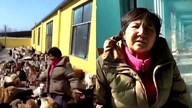 Chinese woman incurs $69,000 debt providing shelter to 2,400 cats, dogs