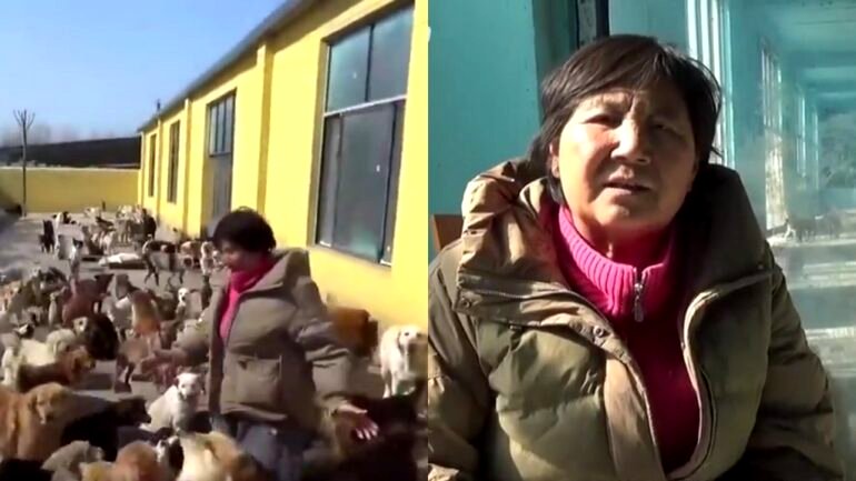 Chinese woman incurs $69,000 debt providing shelter to 2,400 cats, dogs