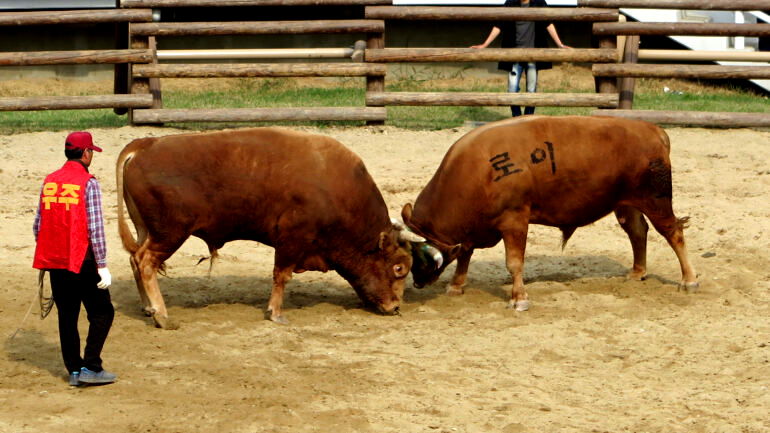 Activists slam plan to set bullfighting as cultural heritage in South Korea