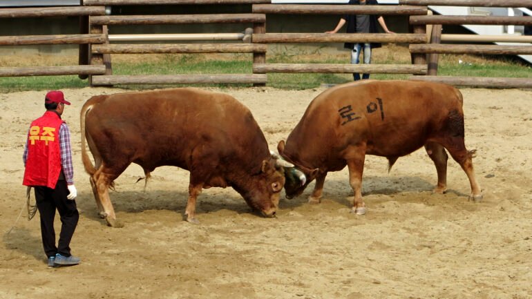 Activists slam plan to set bullfighting as cultural heritage in South Korea