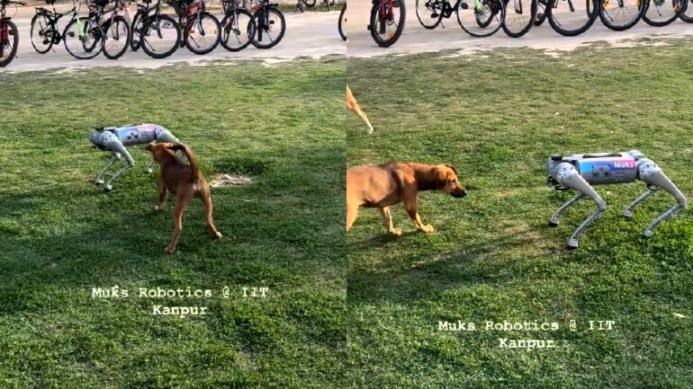 Watch: Robot dog plays with real dog in India