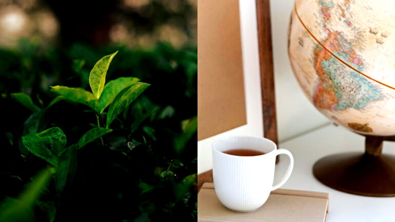 Origins of tea: How its leaves moved the world