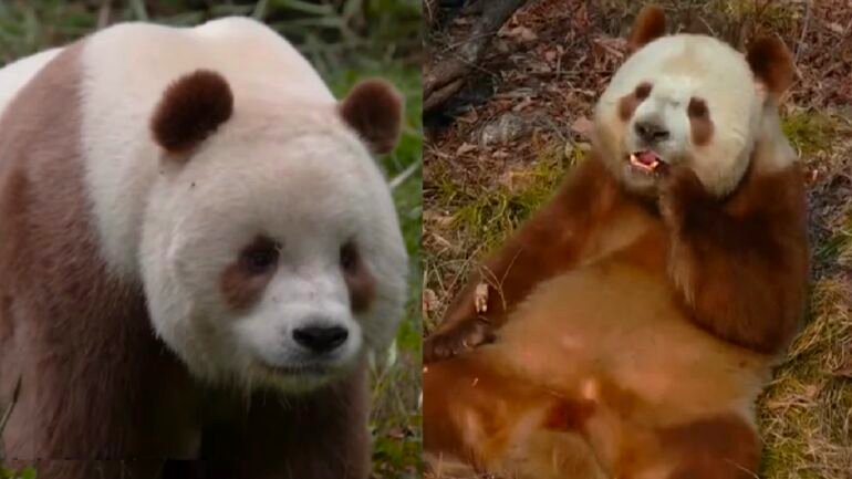 Chinese researchers unravel mystery of brown giant pandas