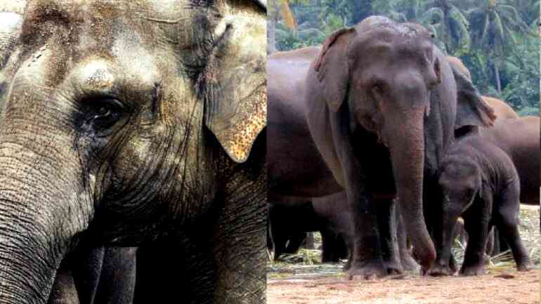 First cases of Asian elephants mourning, burying their dead documented in India