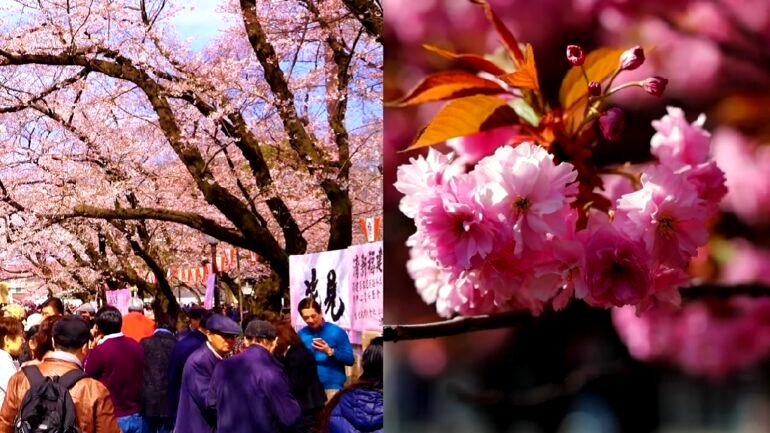Japan’s most famous cherry blossom trees could disappear due to climate change