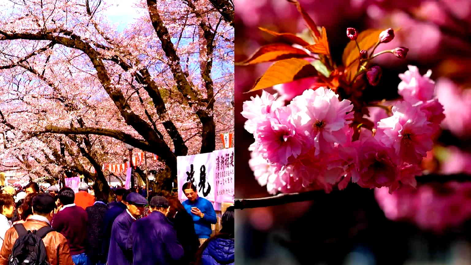 Japan’s most famous cherry blossom trees could disappear due to climate change