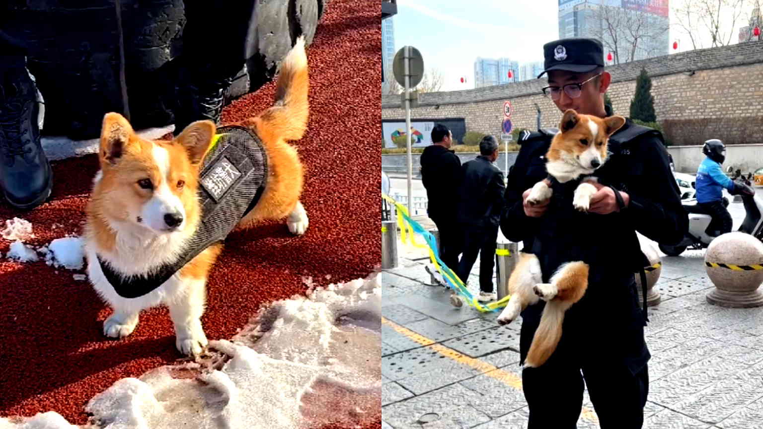 Meet Fuzai, China’s first corgi cop