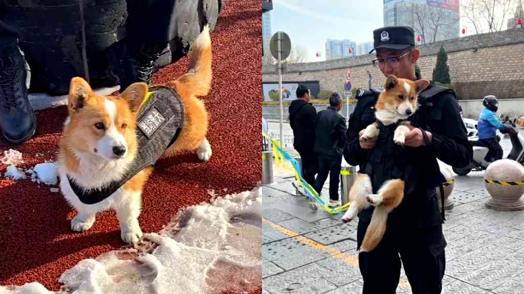 Meet Fuzai, China's first corgi cop