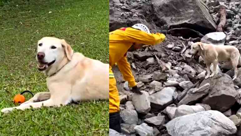 Playful dog turned rescue hero captures hearts after Taiwan earthquake