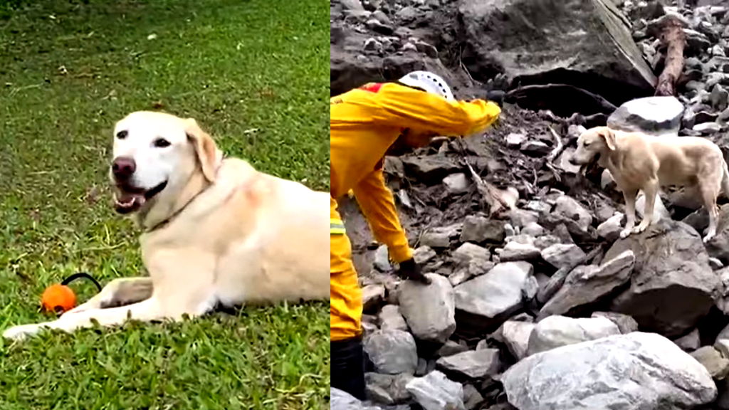 Playful dog turned rescue hero captures hearts after Taiwan earthquake