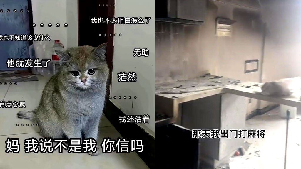 ‘Arsonist’ cat becomes viral star after burning down owner’s apartment