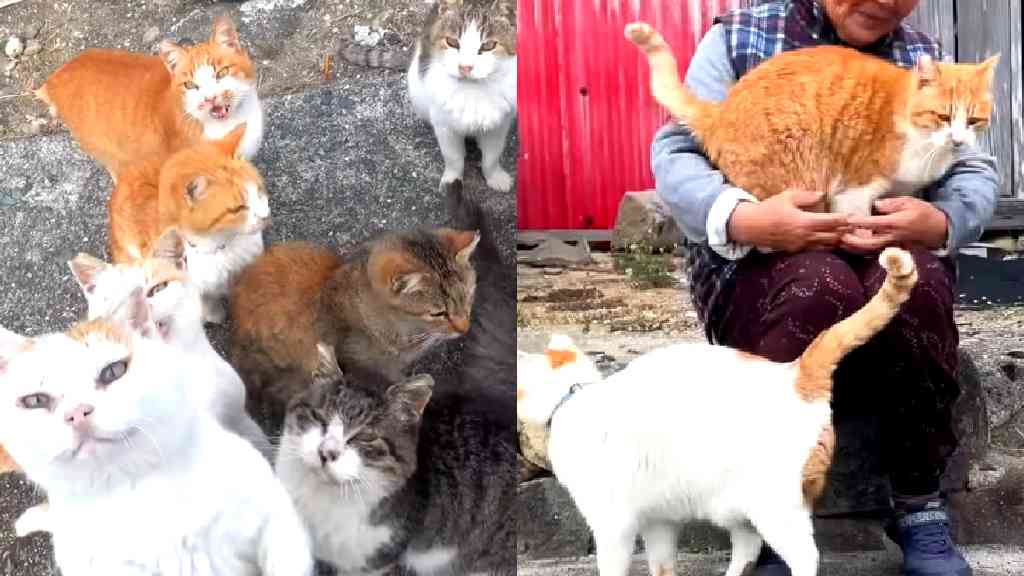 How Japan’s shrinking population has given rise to ‘cat islands’