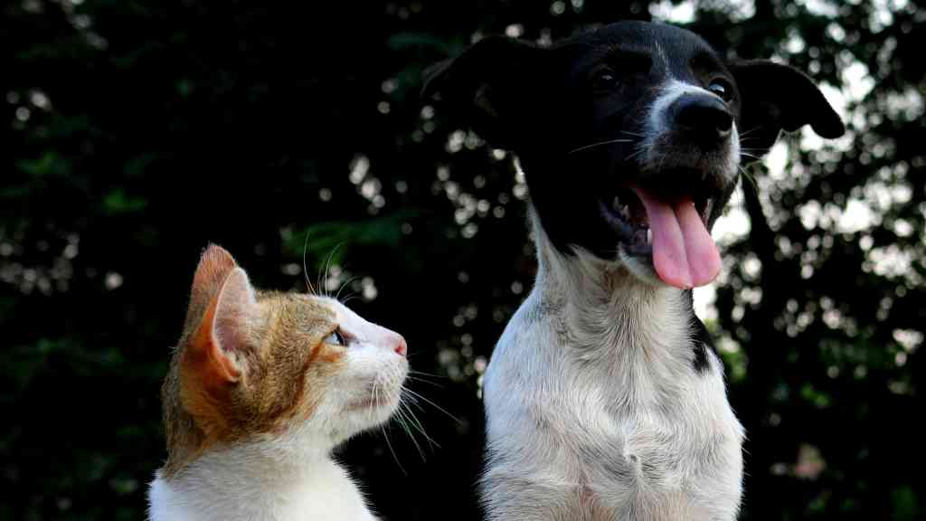 Pet dogs and cats outnumber newborns in Taiwan