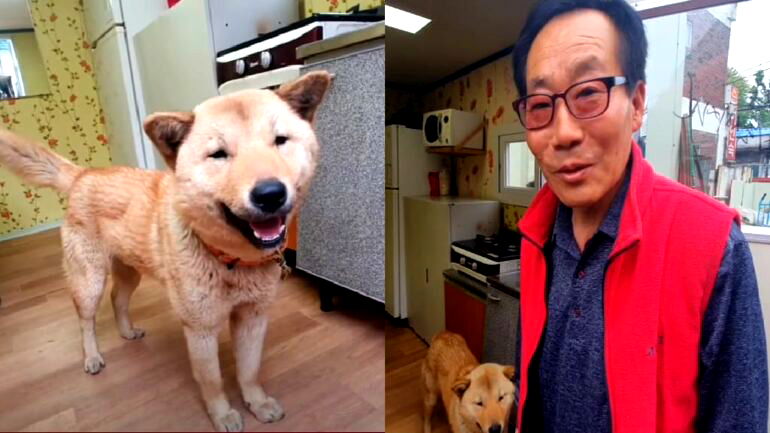 South Korean Jindo dog treks 12 miles over 41 days to reunite with owner
