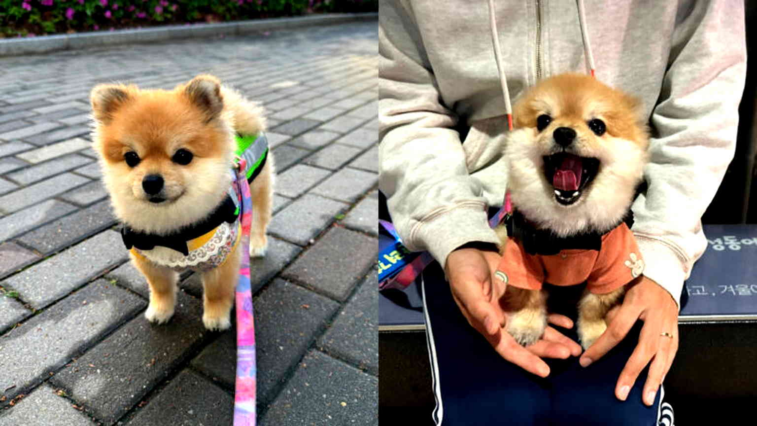 Petite pomeranian protects South Korean district as new dog patroller