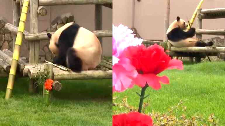 Watch: Panda mom honored with Mother’s Day feast at Japanese zoo