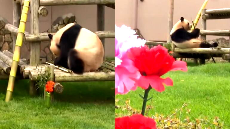 Watch: Panda mom honored with Mother’s Day feast at Japanese zoo