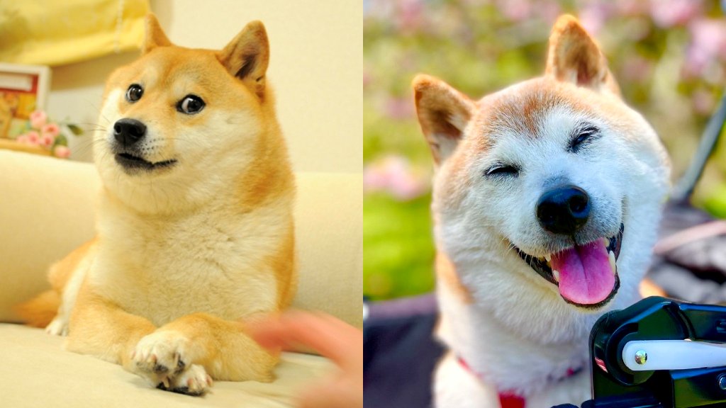 Shiba Inu who became the face of dogecoin dies at 18