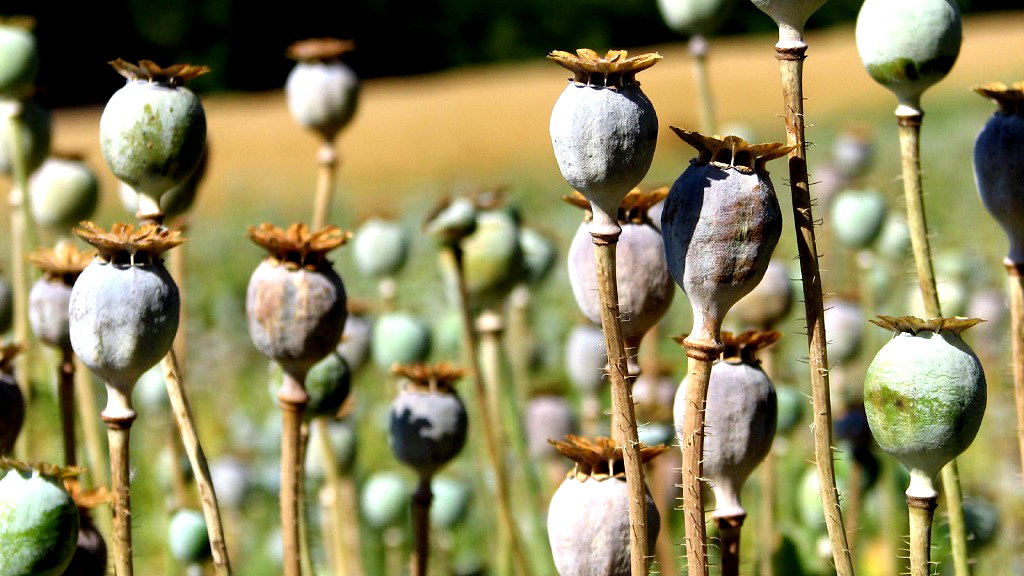 Chinese woman gets jail time for growing opium poppies for her hot pot