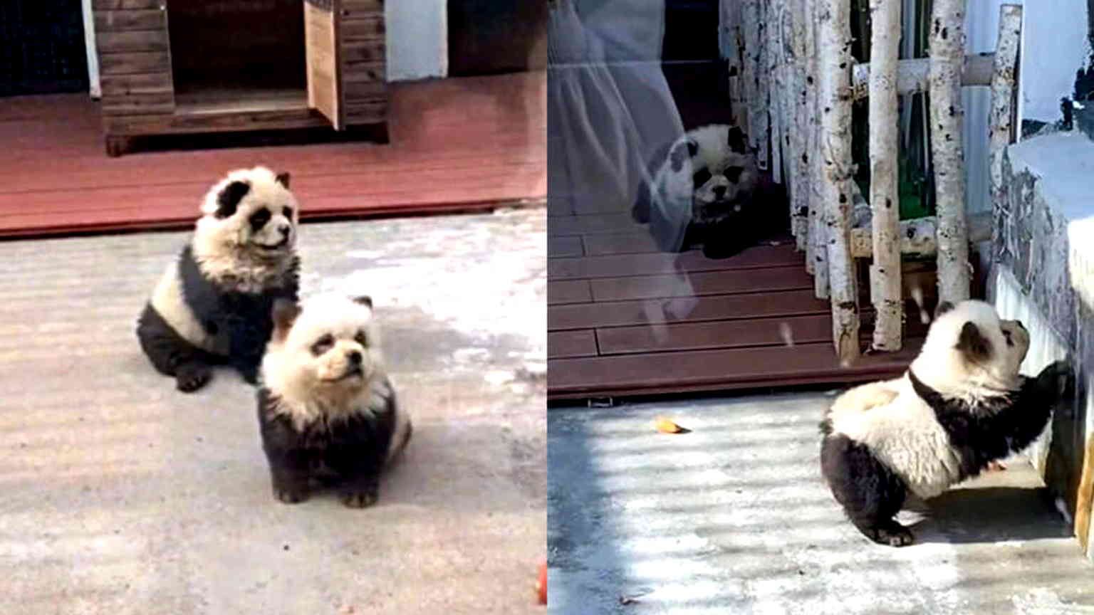 Look: Chinese zoo debuts dyed Chow Chows as ‘panda dogs’