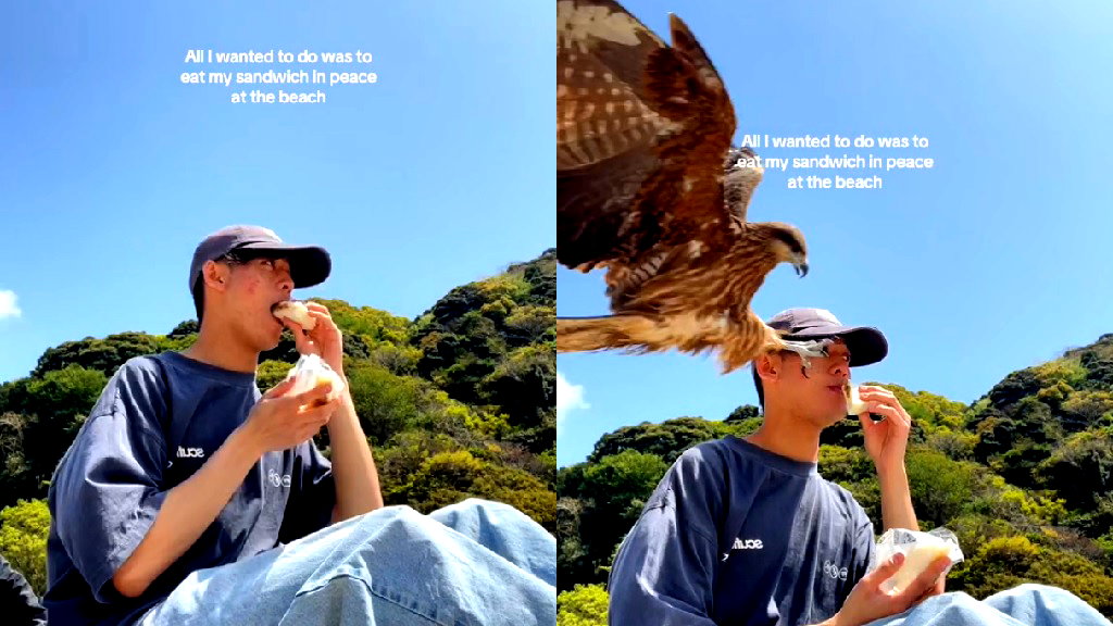 Watch: Falcon snatches TikToker’s sandwich at Japanese beach