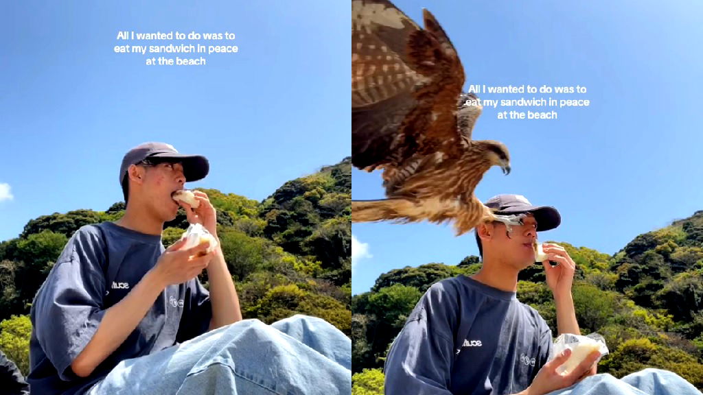 Watch: Falcon snatches TikToker’s sandwich at Japanese beach