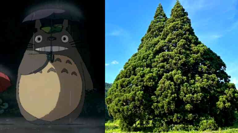 Tourists flock to 1,000-year-old cedar tree resembling Studio Ghibli’s Totoro