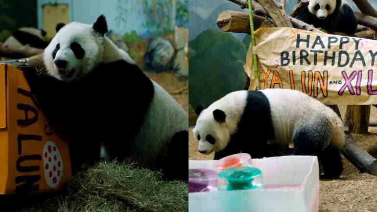 Last pandas in the US are returning to China