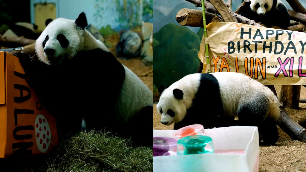 Last pandas in the US are returning to China