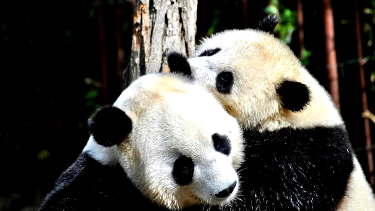 China sends new pandas to US for first time in 2 decades