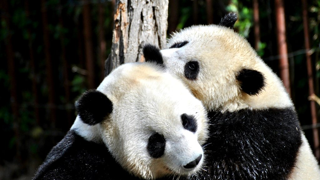 China sends new pandas to US for first time in 2 decades