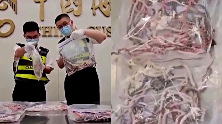 Man attempts to smuggle 104 snakes in his pants into mainland China