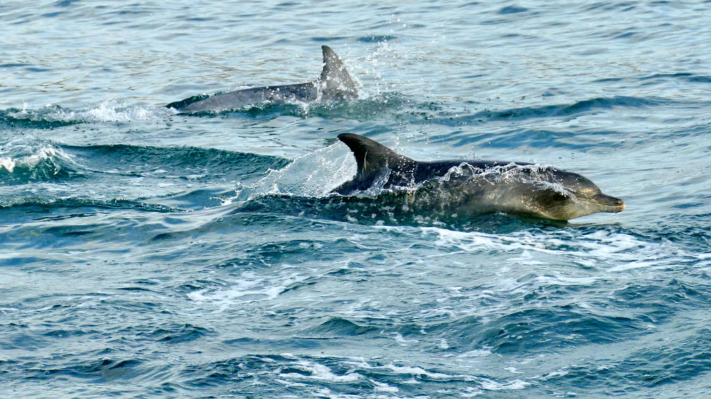 People in Japan are being attacked by a ‘horny, lonely’ dolphin