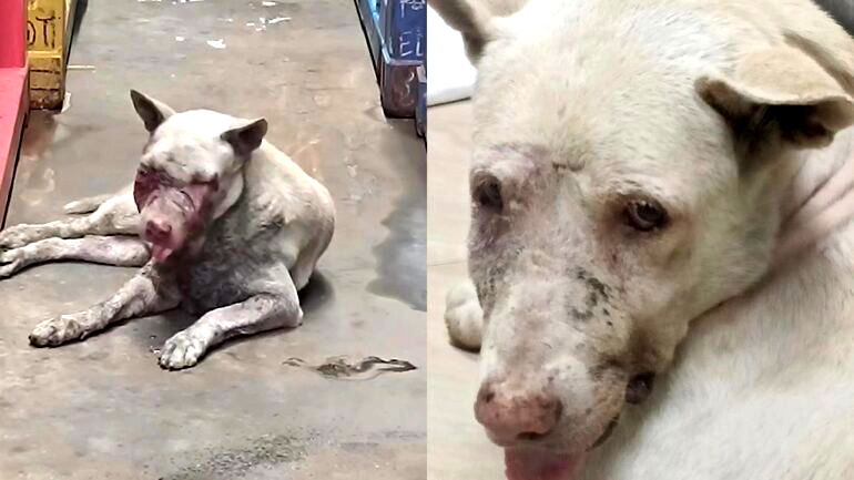 $15,000 raised in Singapore for stray dog’s face surgery