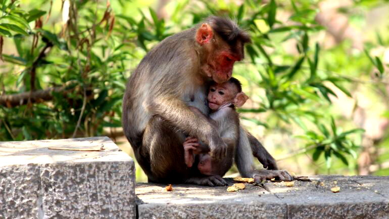 British woman pleads guilty to role in baby monkey torture network