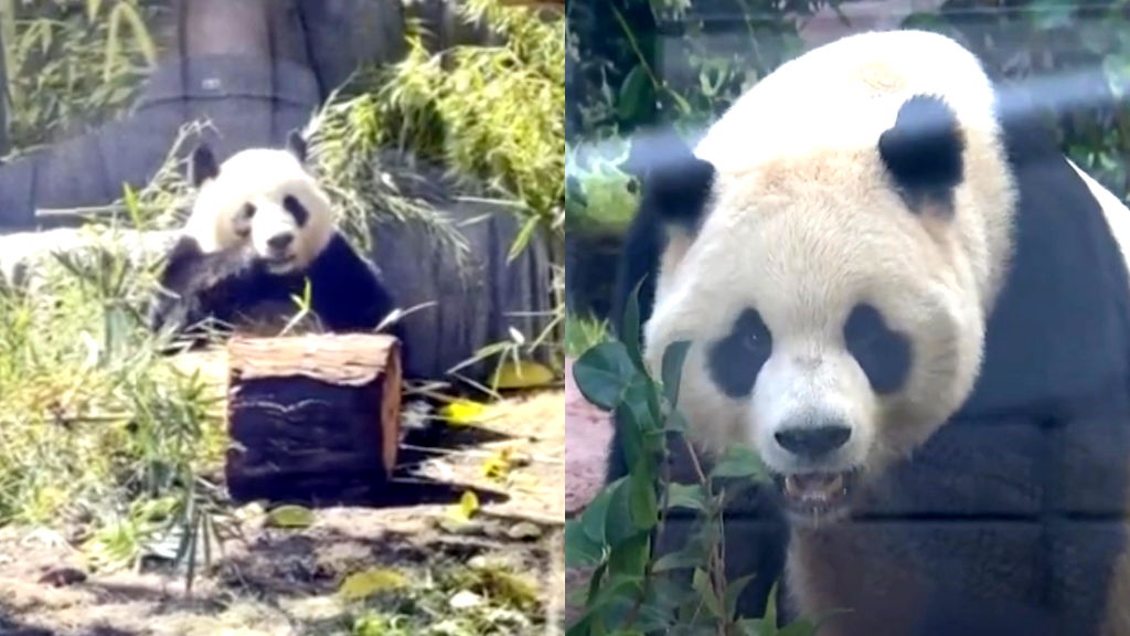 Giant pandas from China debut in San Diego