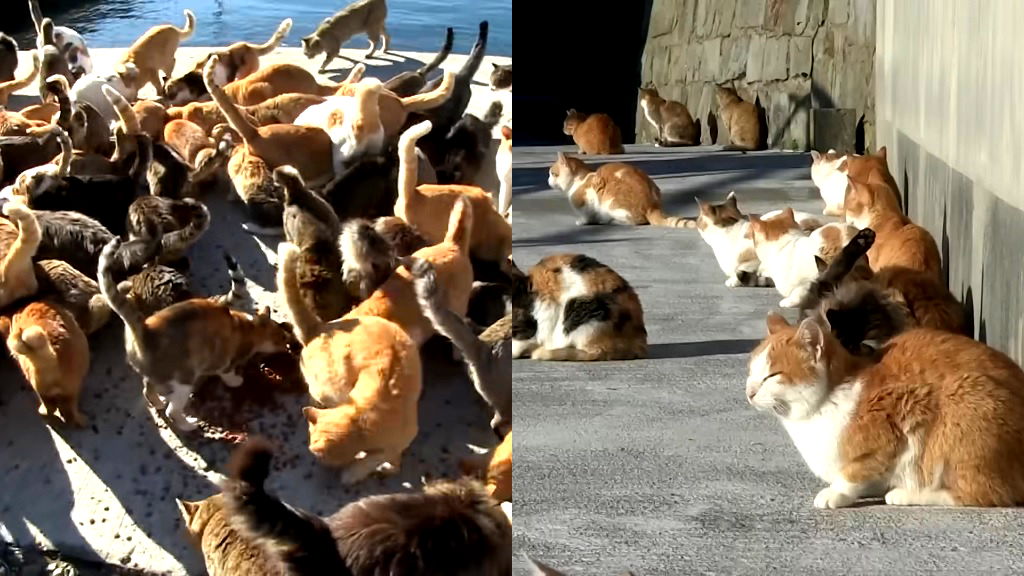 Japan’s famous cat island may soon lose its feline residents, insider warns