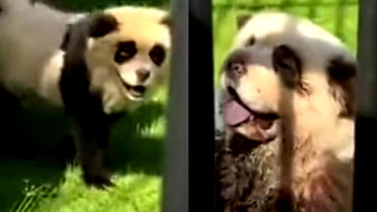 Chinese zoo admits to using dogs as fake pandas after one caught barking