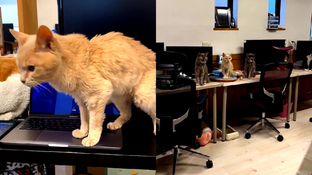 This purrfect Japanese company has 10 feline ’employees’