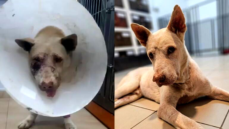 Singapore dog who survived hit-and-run is looking for new home