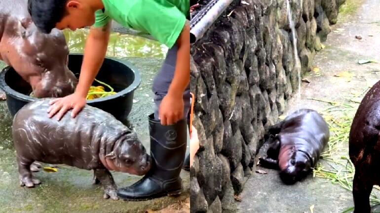 Visitors to Thailand’s superstar baby hippo Moo Deng warned to behave