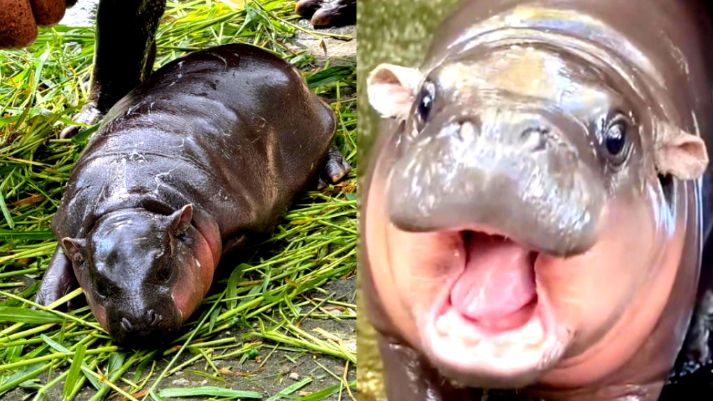 Superstar baby hippo Moo Deng gets her own 24/7 livestream