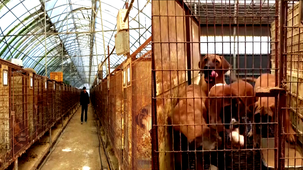 South Korea offers incentives to dog meat farmers ahead of ban