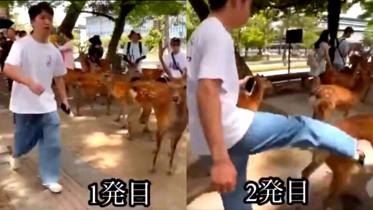 Viral video of man kicking Japan’s ‘divine messenger’ deer prompts local crackdown