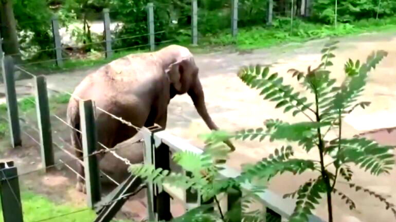 Absence of Bronx Zoo’s Asian elephant fuels debate over captivity