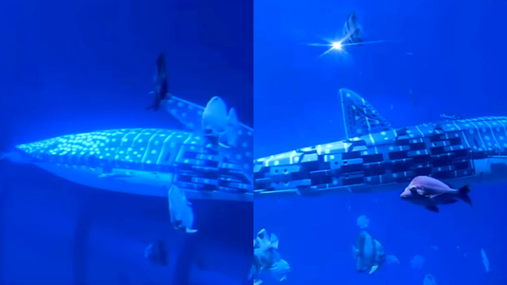 Chinese aquarium slammed for using fake whale shark