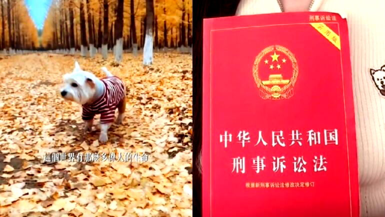 Chinese woman devotes 700 days studying law to put man who killed her dog to jail